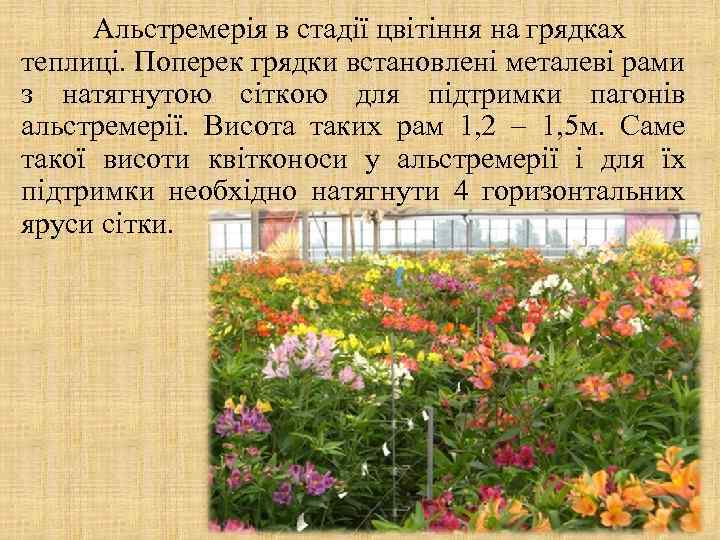 Альстремерія в стадії цвітіння на грядках теплиці. Поперек грядки встановлені металеві рами з натягнутою