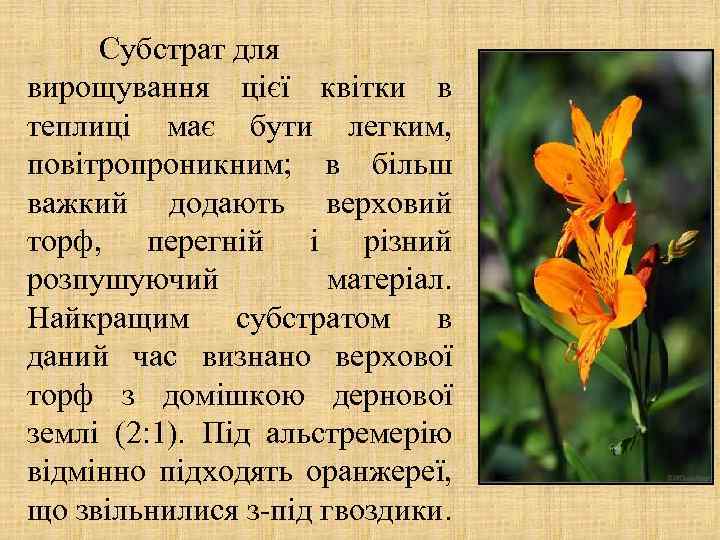 Субстрат для вирощування цієї квітки в теплиці має бути легким, повітропроникним; в більш важкий