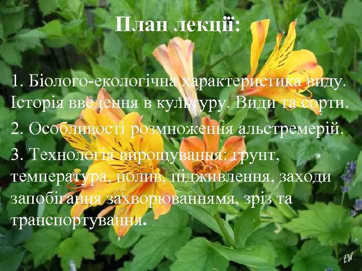 План лекції: 1. Біолого-екологічна характеристика виду. Історія введення в культуру. Види та сорти. 2.