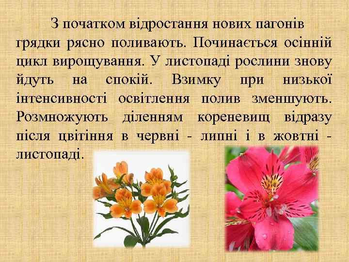 З початком відростання нових пагонів грядки рясно поливають. Починається осінній цикл вирощування. У листопаді