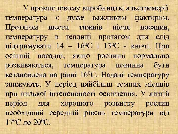 У промисловому виробництві альстремерії температура є дуже важливим фактором. Протягом шести тижнів після посадки,