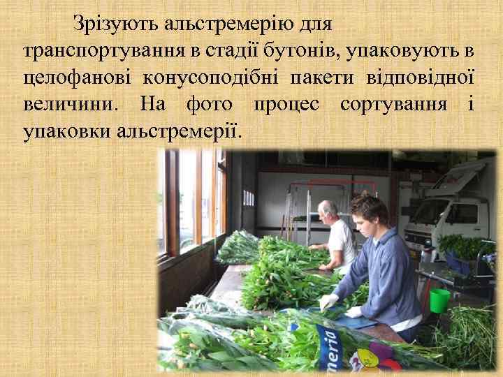 Зрізують альстремерію для транспортування в стадії бутонів, упаковують в целофанові конусоподібні пакети відповідної величини.