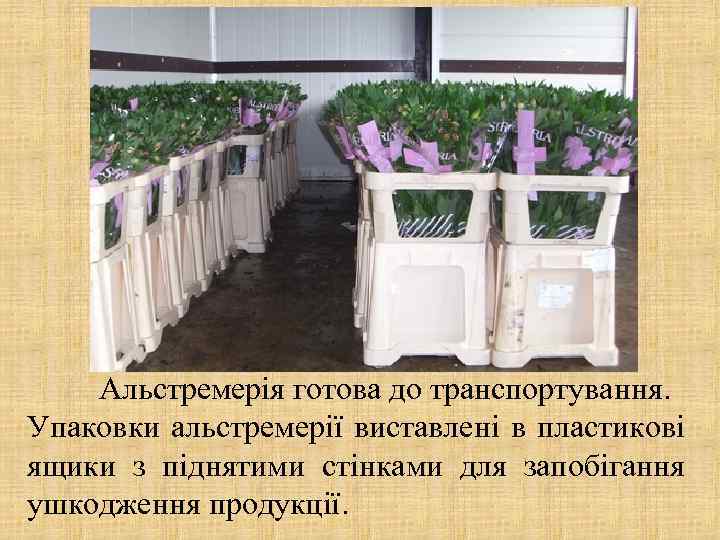 Альстремерія готова до транспортування. Упаковки альстремерії виставлені в пластикові ящики з піднятими стінками для