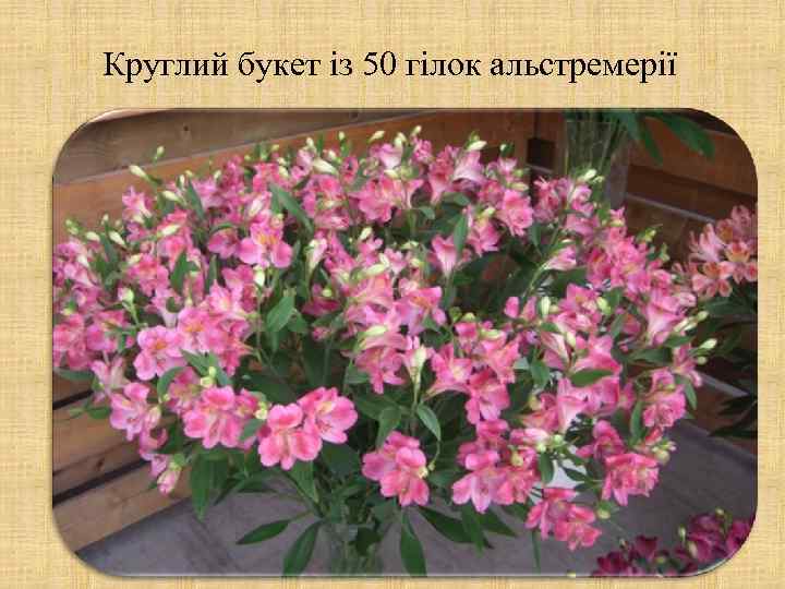 Круглий букет із 50 гілок альстремерії 