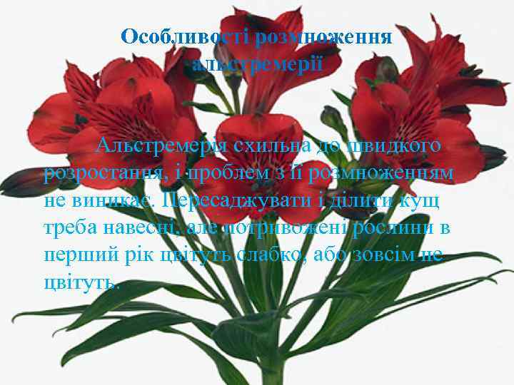 Особливості розмноження альстремерії Альстремерія схильна до швидкого розростання, і проблем з її розмноженням не