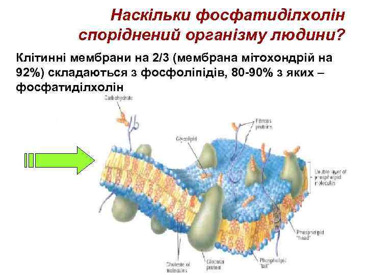 Наскільки фосфатиділхолін споріднений організму людини? Клітинні мембрани на 2/3 (мембрана мітохондрій на 92%) складаються