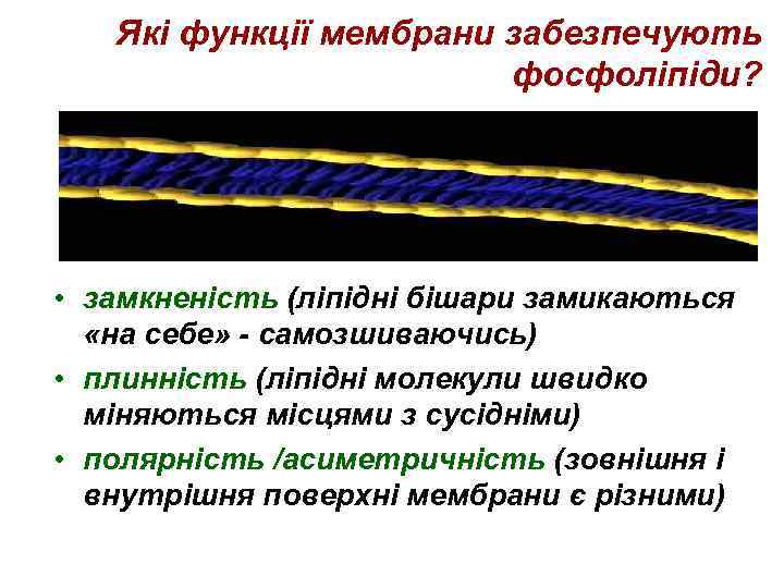 Які функції мембрани забезпечують фосфоліпіди? • замкненість (ліпідні бішари замикаються «на себе» - самозшиваючись)