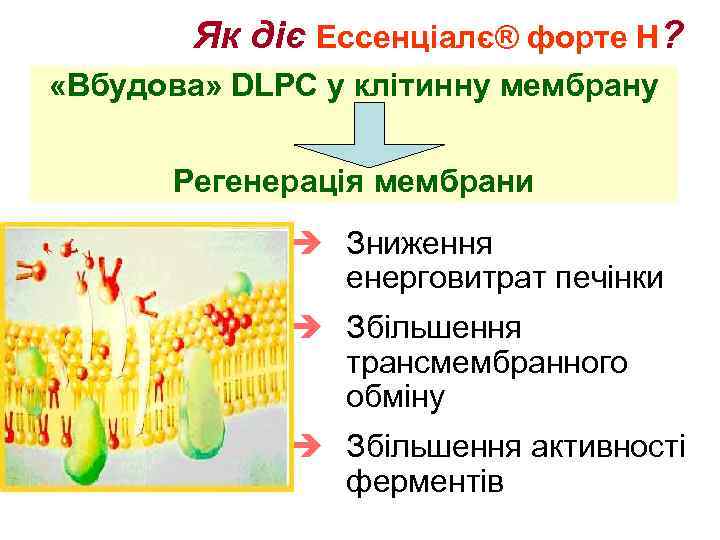 Як діє Ессенціалє® форте Н? «Вбудова» DLPC у клітинну мембрану Регенерація мембрани è Зниження