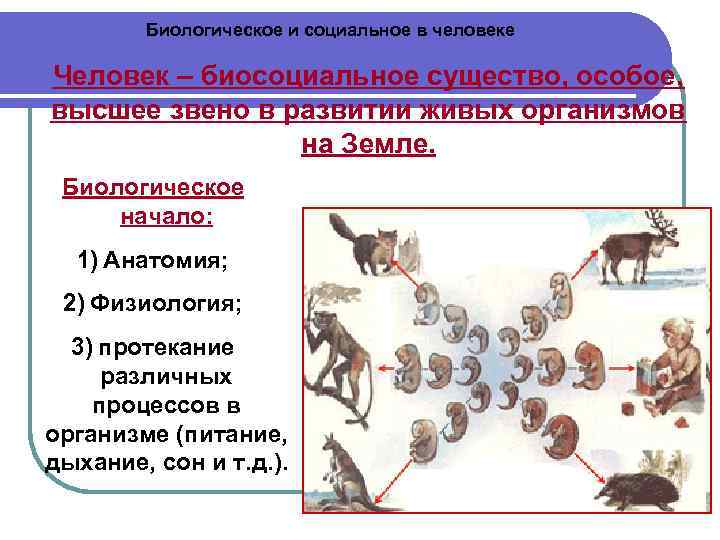Биологическое и социальное в человеке Человек – биосоциальное существо, особое, высшее звено в развитии