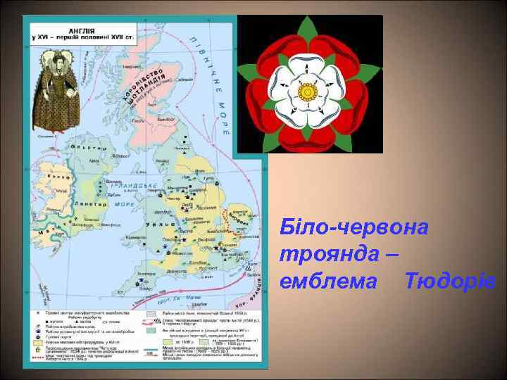 Біло-червона троянда – емблема Тюдорів 