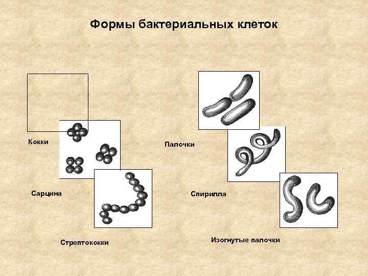 Формы бактериальных клеток рисунок