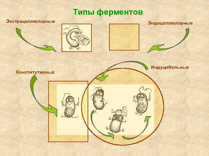 Типы ферментов Экстрацеллюлярные Конститутивные Эндоцеллюлярные Индуцибельные 