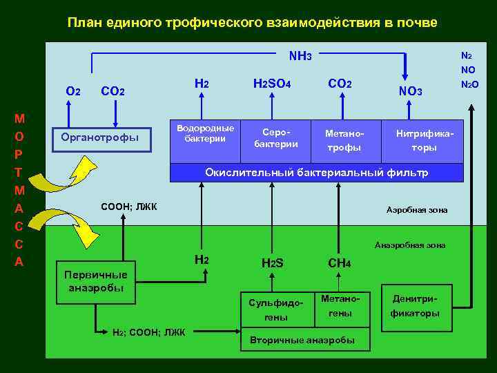 Схема синтезирующие бактерии