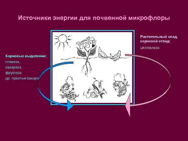 Источники энергии для почвенной микрофлоры Растительный опад, корневой отпад: целлюлоза Корневые выделения: глюкоза, сахароза,