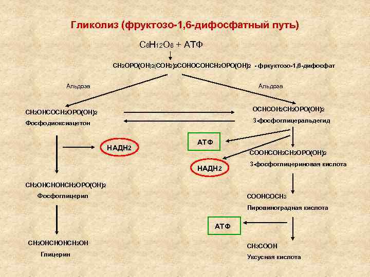 Гликолиз (фруктозо-1, 6 -дифосфатный путь) С 6 Н 12 О 6 + АТФ СН