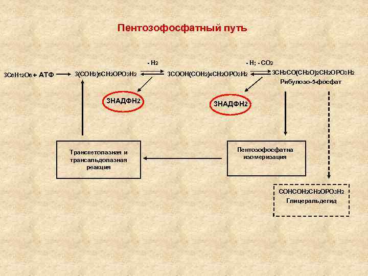 Пентозофосфатный путь - Н 2 3 С 6 Н 12 О 6 + АТФ