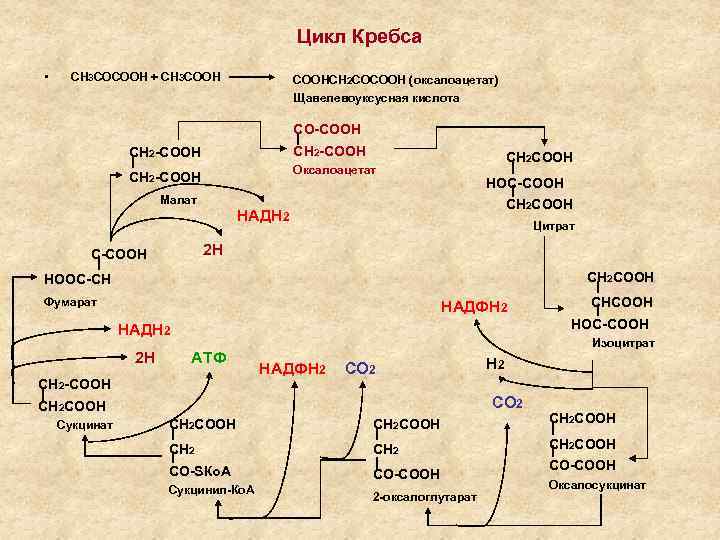 Цикл Кребса • СН 3 СОСООН + СН 3 СООНСН 2 СОСООН (оксалоацетат) Щавелевоуксусная