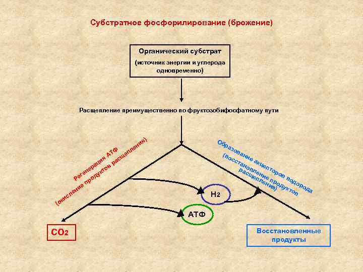 Субстратное фосфорилирование (брожение) Органический субстрат (источник энергии и углерода одновременно) Расщепление преимущественно по фруктозобифосфатному