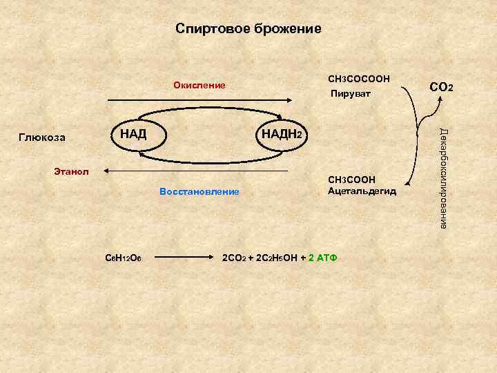 Спиртовое брожение СН 3 СОСООН Окисление НАДН 2 Этанол Восстановление С 6 Н 12