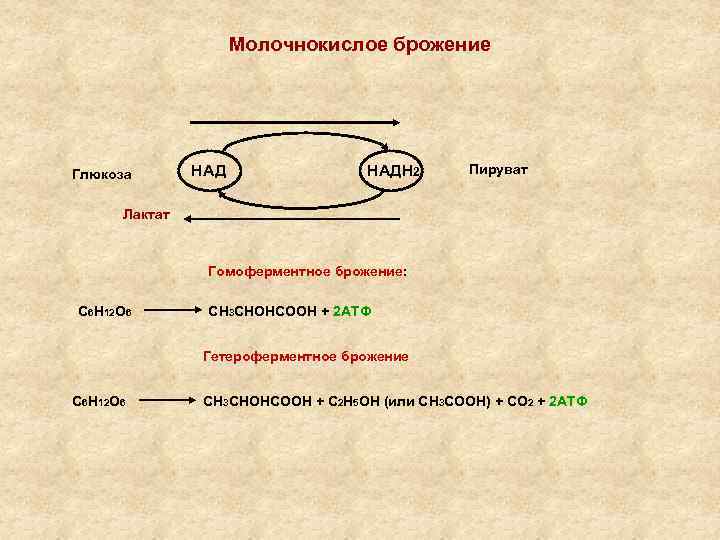 Молочнокислое брожение Глюкоза НАДН 2 Пируват Лактат Гомоферментное брожение: С 6 Н 12 О