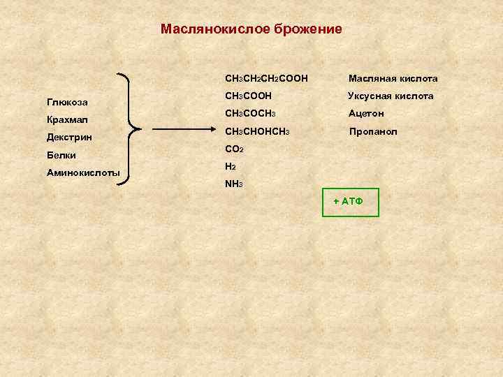 Маслянокислое брожение СН 3 СН 2 СООН Глюкоза Крахмал Декстрин Белки Аминокислоты Масляная кислота