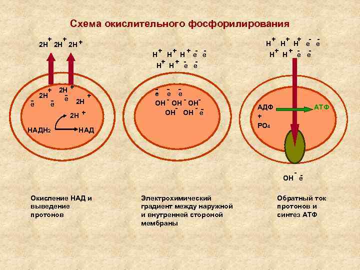 Схема окислительного фосфорилирования + + 2 Н 2 Н 2 Н + + Н