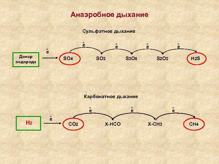 Анаэробное дыхание Сульфатное дыхание Донор водорода - е е SO 4 SO 3 -