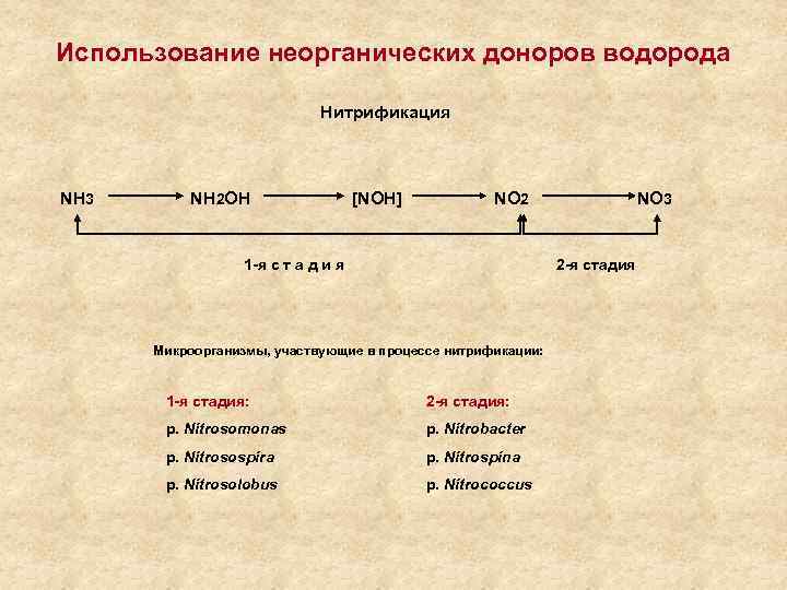 Использование неорганических доноров водорода Нитрификация NH 3 NH 2 OH [NOH] NO 2 1