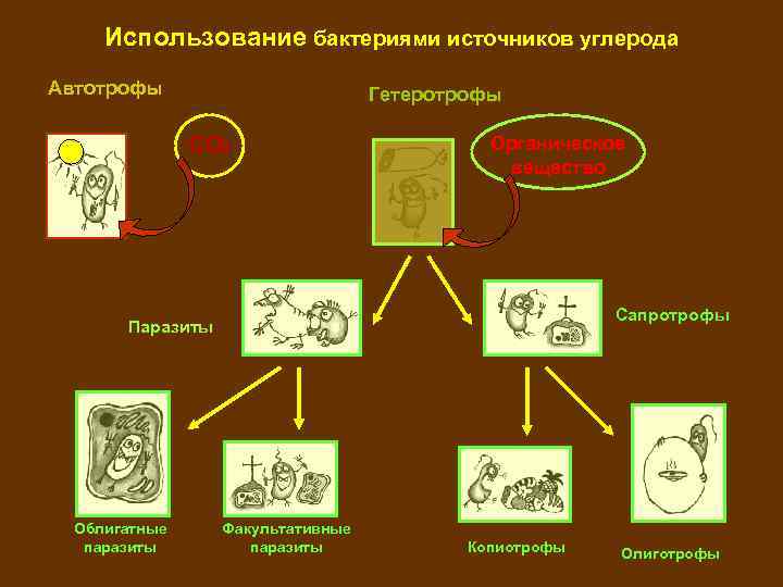 Использование бактериями источников углерода Автотрофы Гетеротрофы СО 2 Органическое вещество Сапротрофы Паразиты Облигатные паразиты