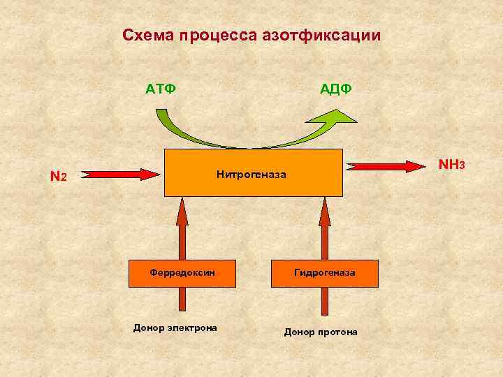 Процесс азотфиксации. Нитрогеназа фиксация азота. Фиксация азота бактериями схема. Схема биологической фиксации азота. Процесс азотфиксации азота микроорганизмами.