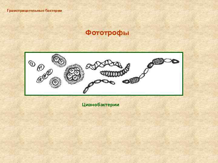 Грамотрицательные бактерии Фототрофы Цианобактерии 