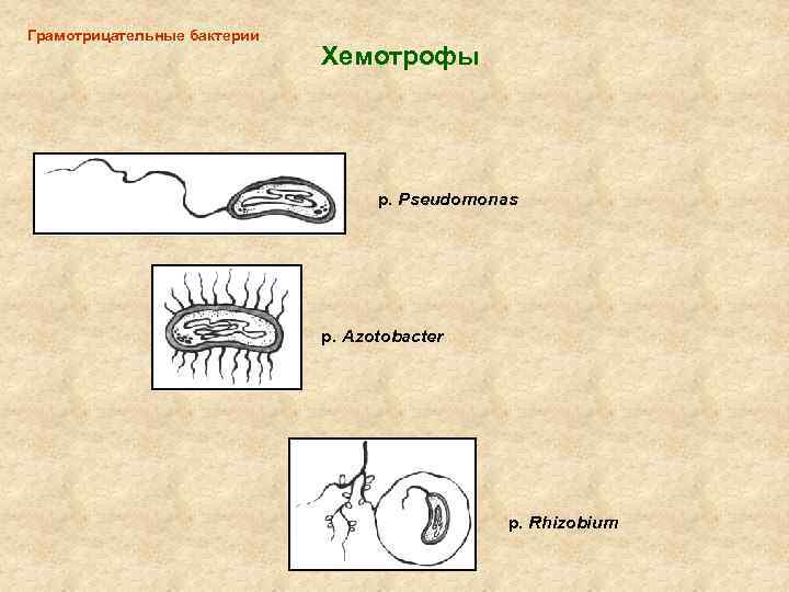 Грамотрицательные бактерии Хемотрофы р. Pseudomonas p. Azotobacter p. Rhizobium 