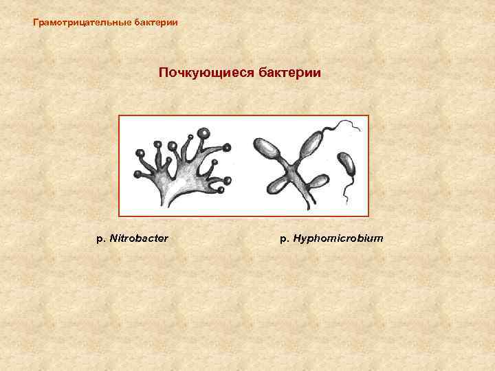 Грамотрицательные бактерии Почкующиеся бактерии p. Nitrobacter p. Hyphomicrobium 