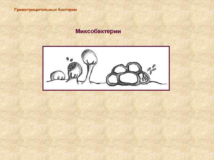 Грамотрицательные бактерии Миксобактерии 