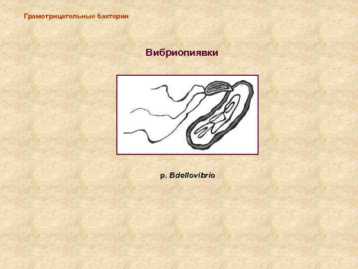 Грамотрицательные бактерии Вибриопиявки р. Bdellovibrio 