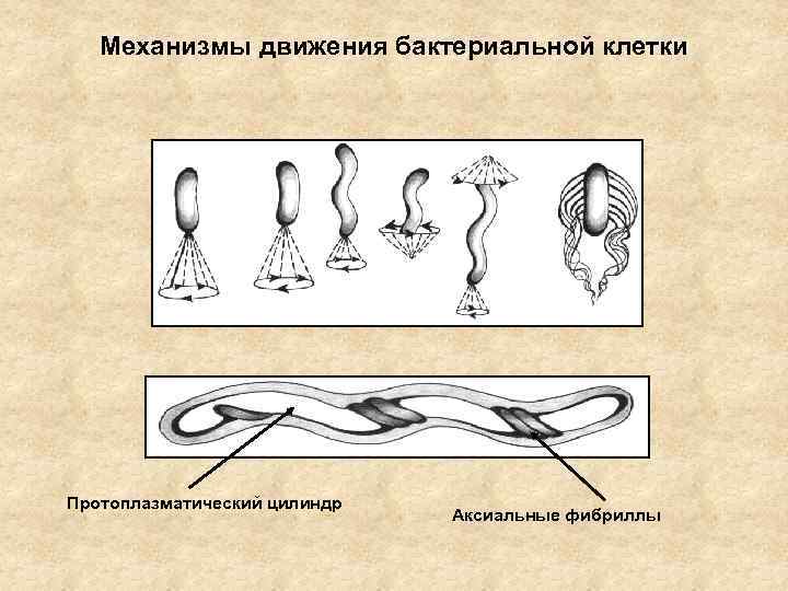 Механизмы движения бактериальной клетки Протоплазматический цилиндр Аксиальные фибриллы 