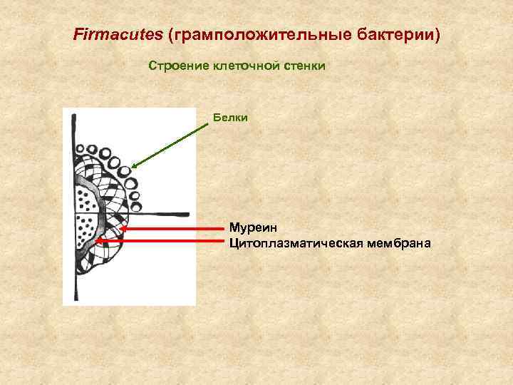 Firmacutes (грамположительные бактерии) Строение клеточной стенки Белки Муреин Цитоплазматическая мембрана 