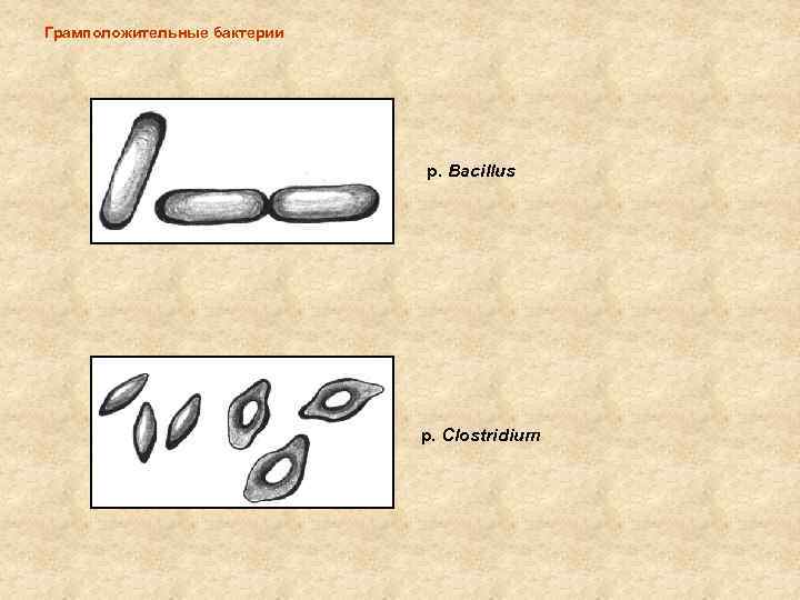 Грамположительные бактерии р. Bacillus p. Clostridium 