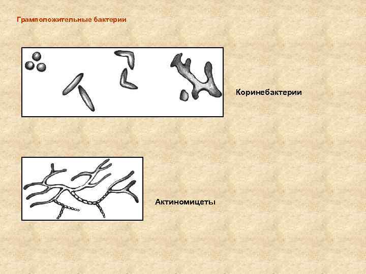 Грамположительные бактерии Коринебактерии Актиномицеты 