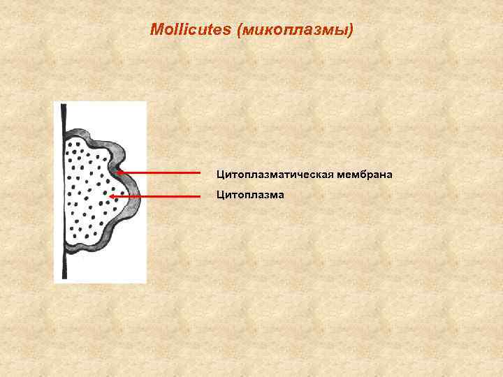 Mollicutes (микоплазмы) Цитоплазматическая мембрана Цитоплазма 