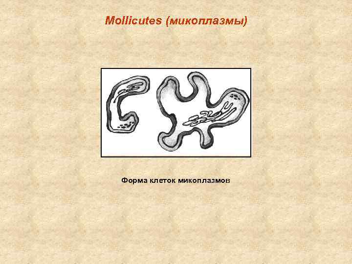 Mollicutes (микоплазмы) Форма клеток микоплазмов 