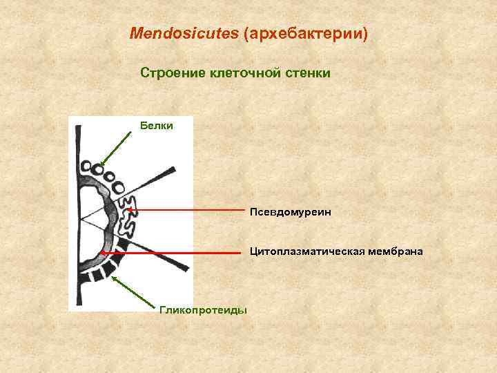 Клетки не имеющие клеточной стенки. Клеточная стенка архебактерий. Строение клеточной стенки архебактерий. Мендозикуты. Архебактерии строение.