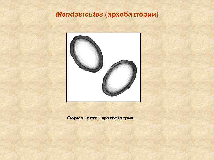 Mendosicutes (архебактерии) Форма клеток архебактерий 