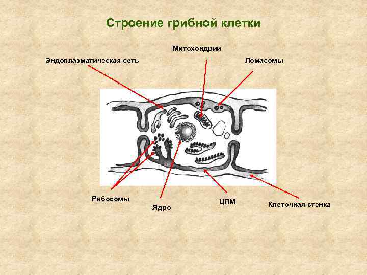 Строение грибной клетки Митохондрии Эндоплазматическая сеть Ломасомы Рибосомы Ядро ЦПМ Клеточная стенка 