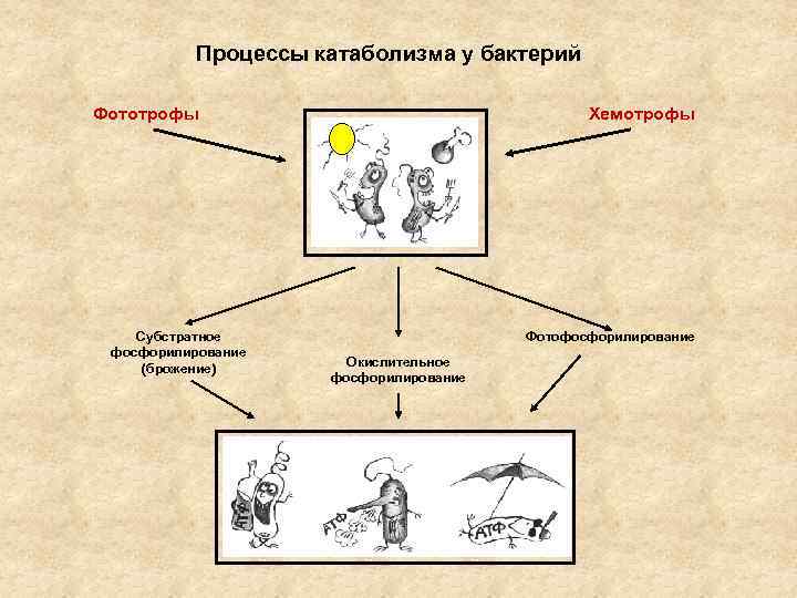 Процессы катаболизма у бактерий Фототрофы Субстратное фосфорилирование (брожение) Хемотрофы Фотофосфорилирование Окислительное фосфорилирование 