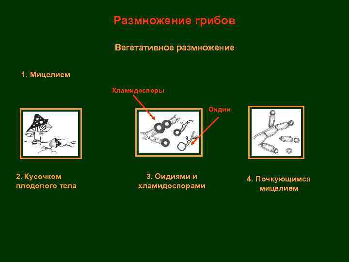 Размножение грибов Вегетативное размножение 1. Мицелием Хламидоспоры Оидии 2. Кусочком плодового тела 3. Оидиями