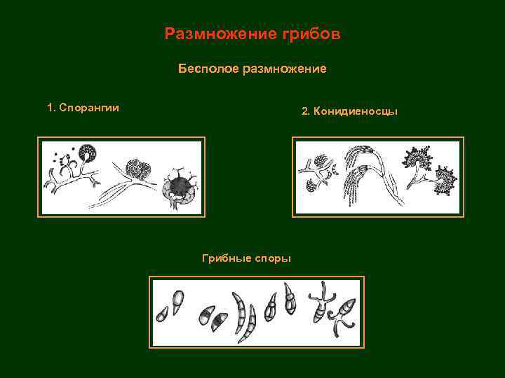 Размножение грибов Бесполое размножение 1. Спорангии 2. Конидиеносцы Грибные споры 