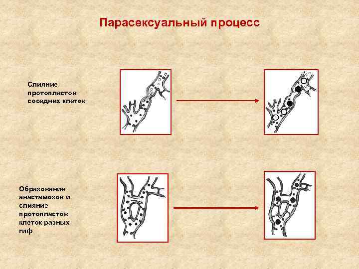 Парасексуальный процесс Слияние протопластов соседних клеток Образование анастамозов и слияние протопластов клеток разных гиф