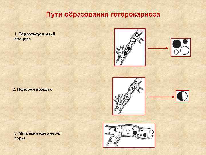 Пути образования гетерокариоза 1. Паросексуальный процесс 2. Половой процесс 3. Миграция ядер через поры