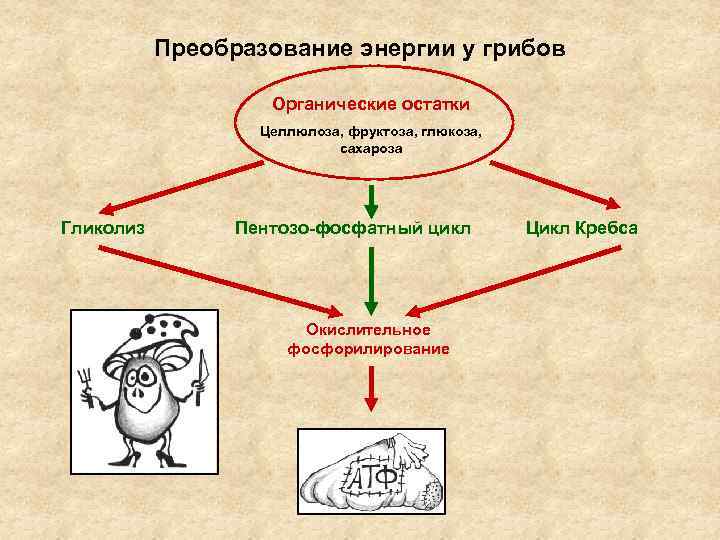 Преобразование энергии у грибов Органические остатки Целлюлоза, фруктоза, глюкоза, сахароза Гликолиз Пентозо-фосфатный цикл Окислительное